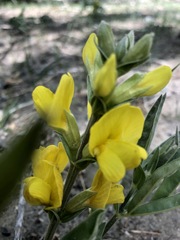 Thermopsis mongolica