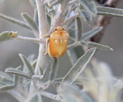 Murgantia histrionica