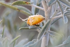Murgantia histrionica