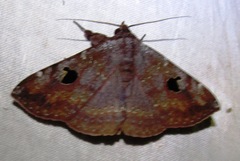 Obroatis distincta