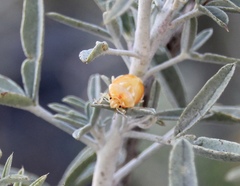 Murgantia histrionica