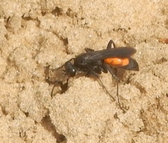 Anoplius americanus