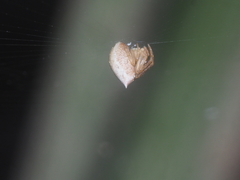 Dolichognatha