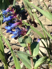 Penstemon nitidus