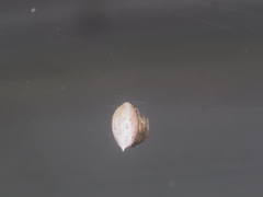 Dolichognatha