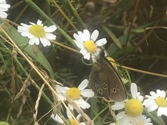 Aphantopus hyperantus