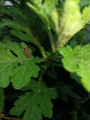 Issus coleoptratus