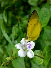 Eurema nicevillei
