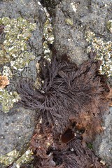 Cryptosiphonia woodii