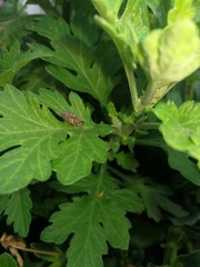 Issus coleoptratus