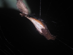 Arachnura melanura