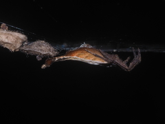 Arachnura melanura