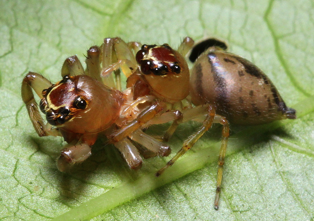 Arnoliseus