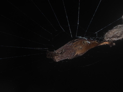 Arachnura melanura