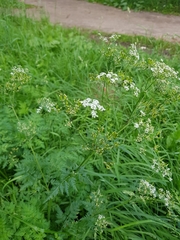 Anthriscus sylvestris