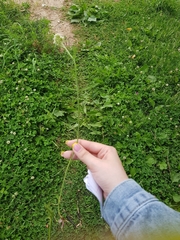 Anthriscus sylvestris