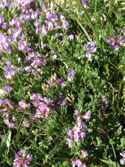 Astragalus vexilliflexus