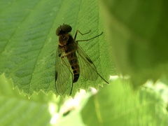 Chrysopilus fasciatus