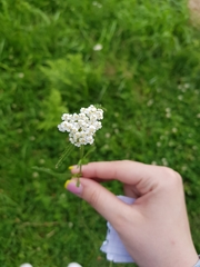 Achillea millefolium