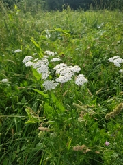 Achillea millefolium