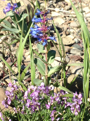 Astragalus vexilliflexus