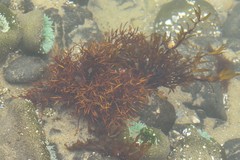 Prionitis