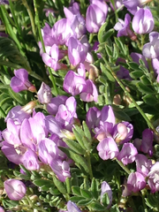 Astragalus vexilliflexus