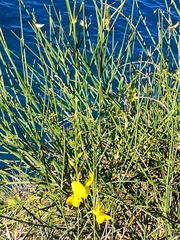 Spartium junceum
