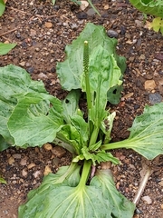 Plantago major