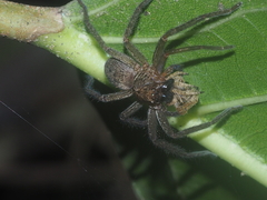 Heteropoda martinae
