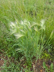 Hordeum jubatum