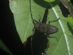 Epepeotes luscus