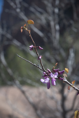 Cercis orbiculata