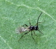 Aphidiinae