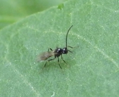 Aphidiinae