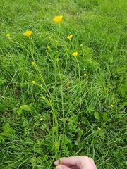 Ranunculus