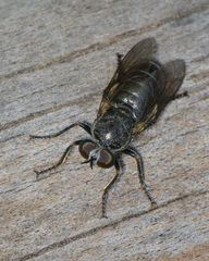 Atomosia melanopogon