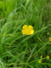 Ranunculus