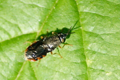 Odontomyia profuscata