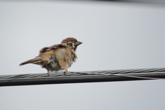 Passer montanus