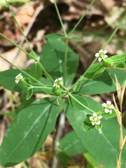 Euphorbia pubentissima