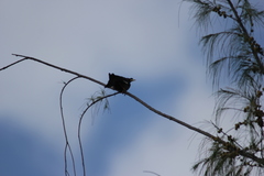 Acridotheres cristatellus
