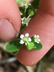 Euphorbia pubentissima