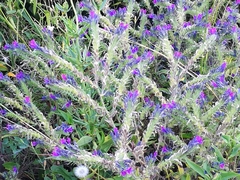 Echium vulgare