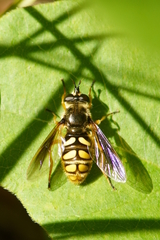 Somula decora