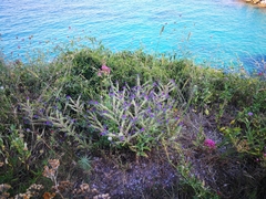 Echium vulgare