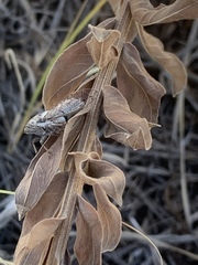 Beameria venosa