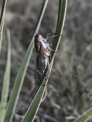 Beameria venosa