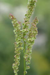 Rumex arifolius