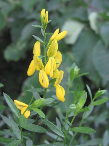Genista tinctoria L.